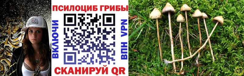 Купить  Суджа  Псилоцибиновые грибы Magic Shrooms 